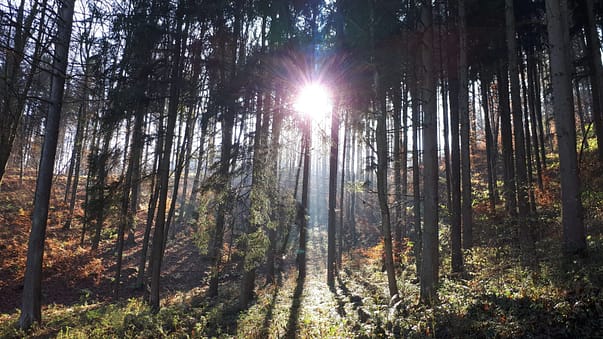 Waldbaden Offenburg
