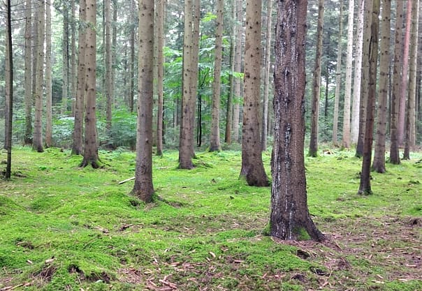 Shinrin Yoku - Waldbaden in Bad Liebenzell  Kreis Calw