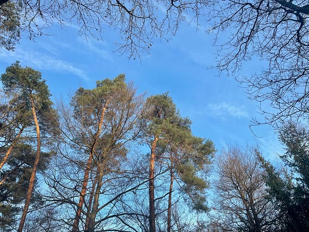 Waldbaden im Elsass