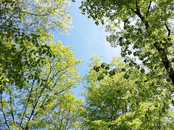 SHINRIN YOKU Waldbaden