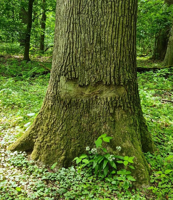 Waldbaden Heilbronn-Weinsberg