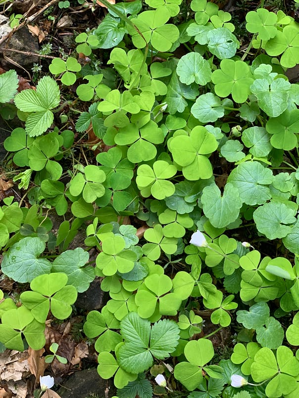 Waldtherapie