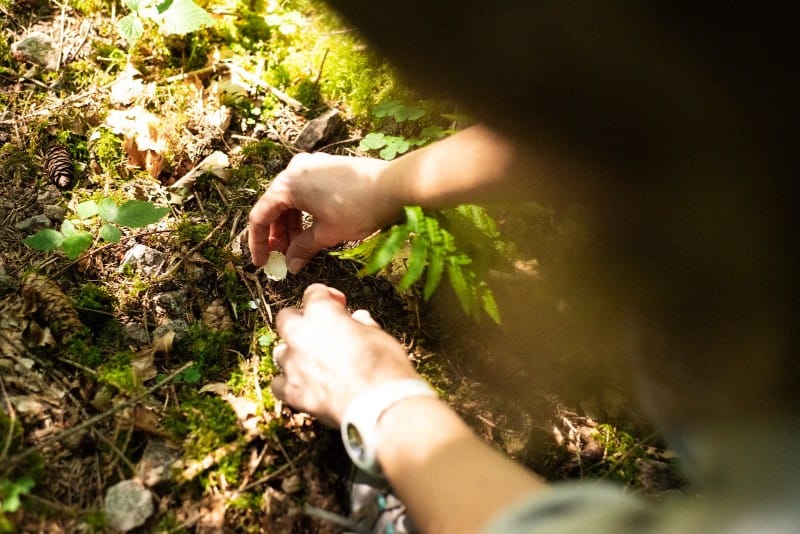 Waldbaden – Shinrin Yoku, die staatlich anerkannte Stressprävention aus Japan