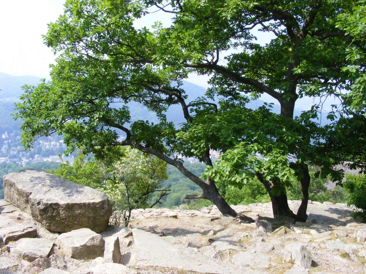 Waldbaden Waldtherapie