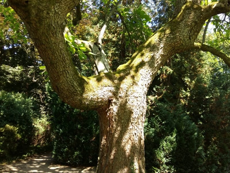Baum beim Waldbaden